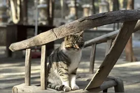 济南猫猫寺的猫，为什么这么少？图片