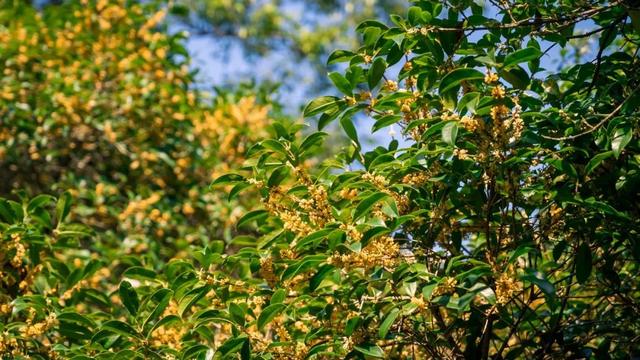季节限定！浙江这些宝藏赏桂地与你“香”约~