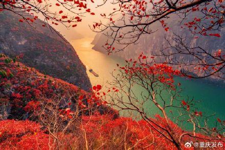 重庆红叶最佳观赏时间表出炉→