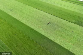 聊城：3000余亩蒜薹迎来丰收图片