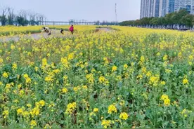 江西南昌：不负春日好时光 共赴油菜花海之约图片