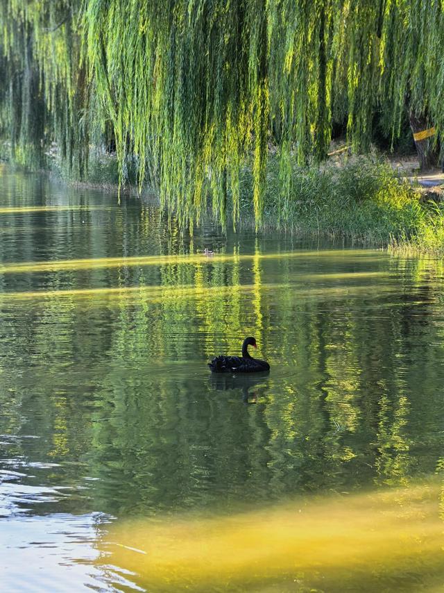 秋光曼妙！圆明园秋日胜春朝