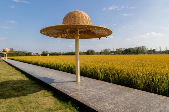 美哭！扬州稻田绝美秋景别错过～