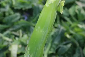 青翠欲滴！“高山鲜”本地种植迎来丰收图片