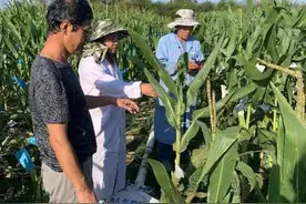 北京农学院张秋芝团队“南繁北育”培育玉米新品种图片
