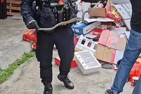 “我们小区旁，发现有眼镜蛇……”图片