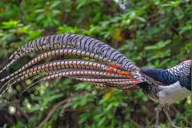 求保护！3只野猫盯上一只“国保鸟”图片