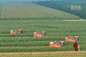 千城百县看中国河北徐水：四万亩鲜食玉米喜丰收图片