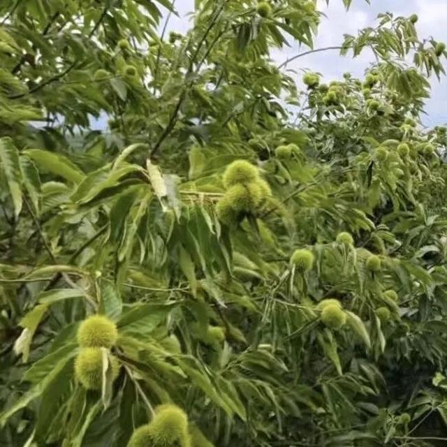 趁秋色浪漫，见一面吧