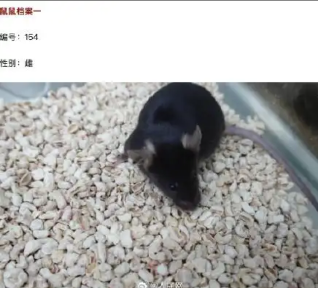 4只鼠鼠档案大公开！揭秘中国空间站“鼠航天员”，实验首选为何是它们？