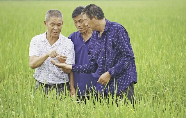 丰收的歌儿！试试看你听过几首？