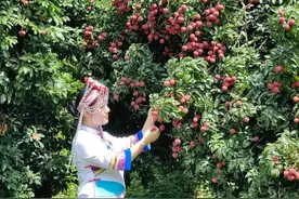 广州增城：打造“荔枝+”产业融合示范区，正果荔枝沟将成新网红点图片