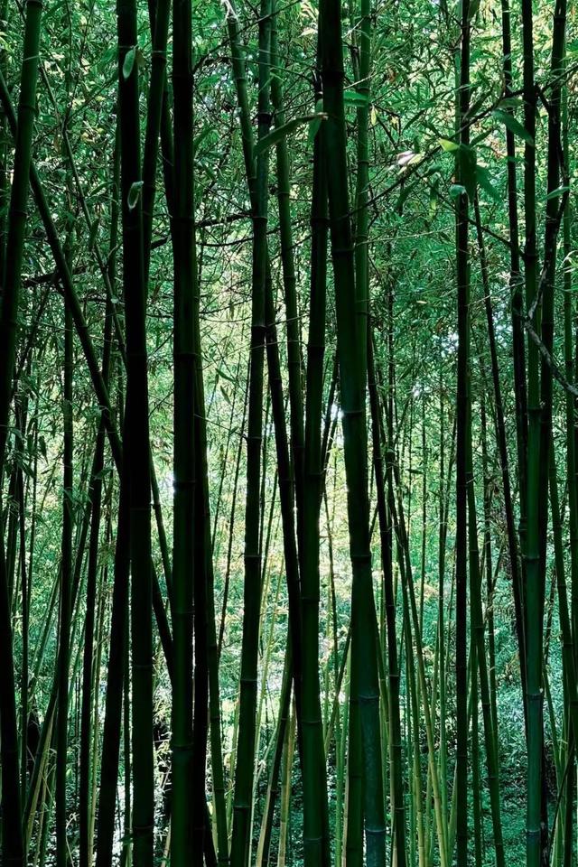 夏日海淀文艺一日游：紫竹院赏荷×国图看展攻略
