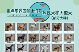 中华田园犬遭禁养？网友不解，官方回应来了……图片