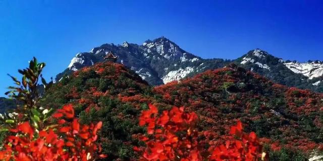 亮相央视！洛阳这些赏秋地，太美！