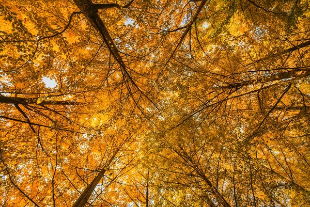 深秋郑州文博广场：600株银杏绘就“金色画卷” 邂逅浪漫秋韵