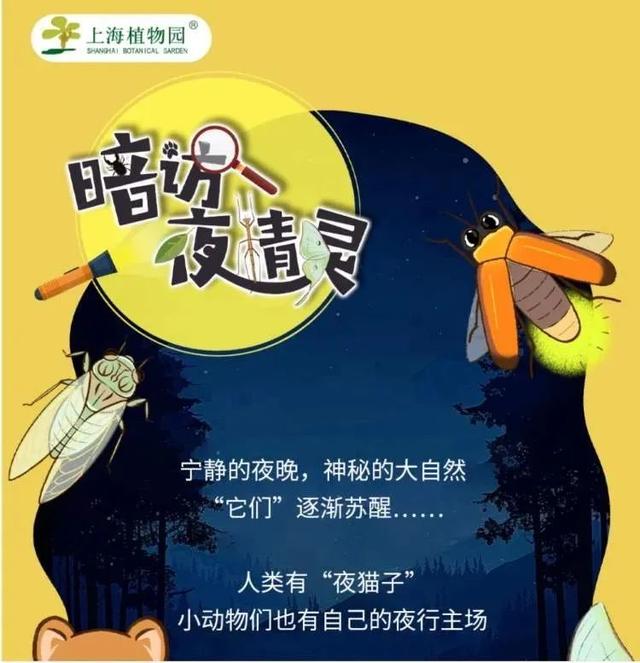 上海夏夜专属福利！这些地方能邂逅萤火虫与“夜精灵”的狂欢