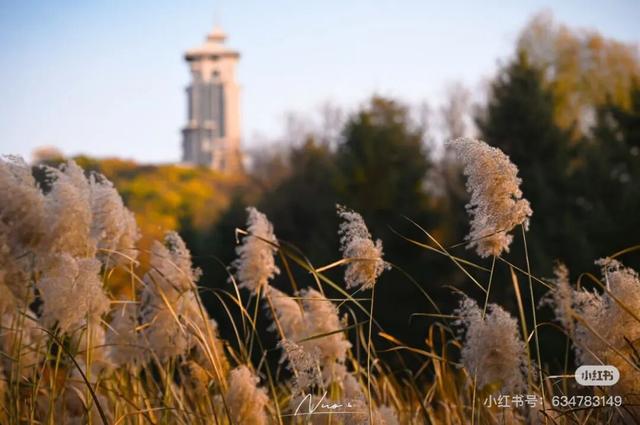 一半秋色在净月潭 另一半在你的镜头里→
