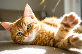 章缘：在未来追猫的女人图片