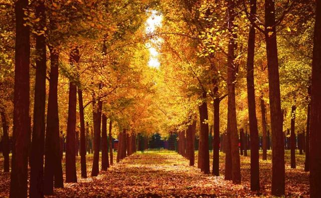 美绝！西安初冬的含金量还在上升！