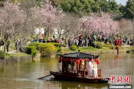 湖北迎樱花季 “入境赏花”客盈门图片