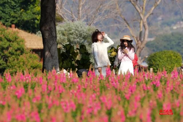 8000㎡！福州金鱼草花海上线！地铁直达