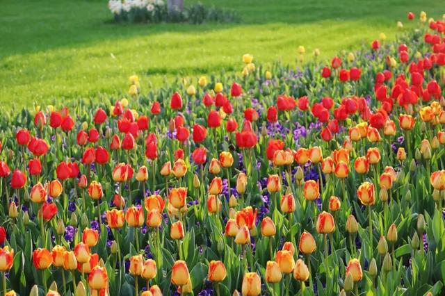 南京郁金香，最新消息