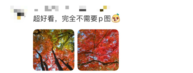 秋日特调！南京“西红柿炒蛋”皮肤已限时上线！