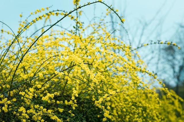 樱花桃花杏花……傻傻分不清？秒变识花高手，请点这里→