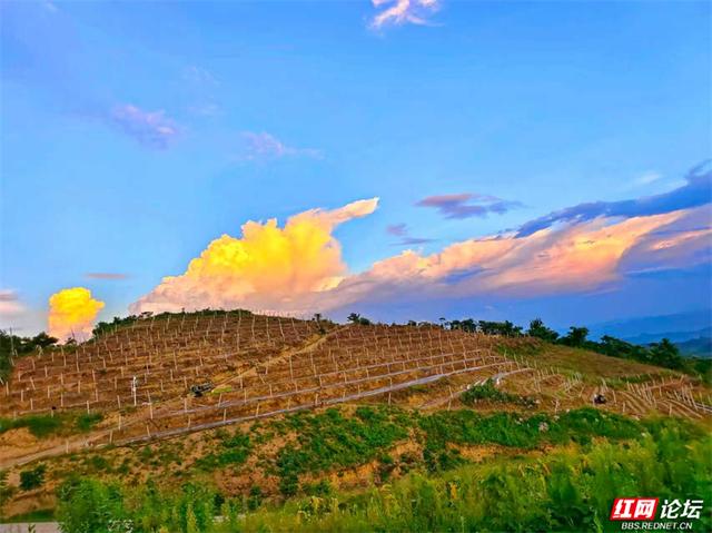 欢庆时刻丨闯入山水画卷，桑植梯田的四季之美