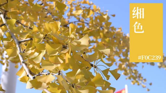 来横沙岛的秋风里，寻一抹中国黄