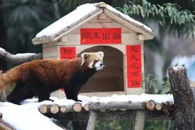 小年到，郑州市动物园小熊猫住进新家啦！图片