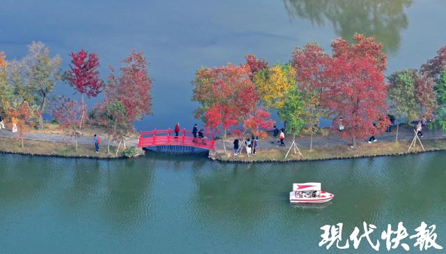 陆游笔下的乌桕红，在南京月牙堤美成了诗