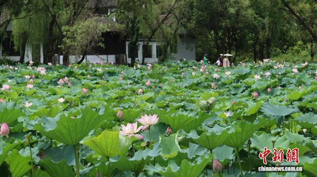 浙江杭州：西溪湿地荷花盛开引客来
