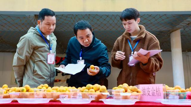 C位出道！大将镇金桔王新鲜出炉！