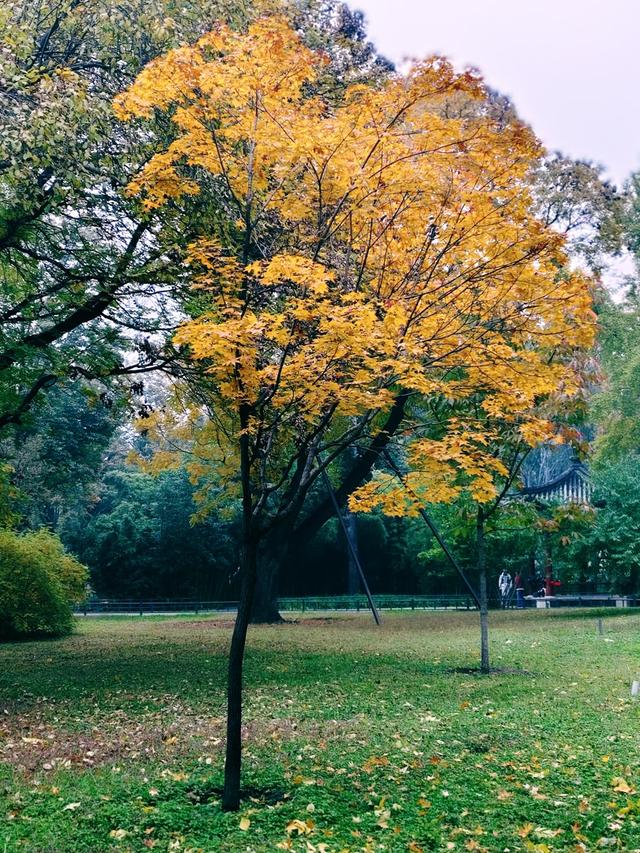 重阳紫竹院，菊香漫园