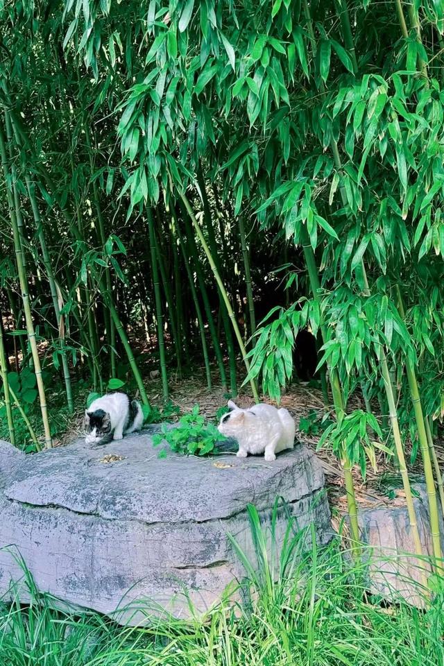 夏日海淀文艺一日游：紫竹院赏荷×国图看展攻略