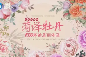 牡丹三重奏①丨花语：菏泽牡丹1500年的美丽传说