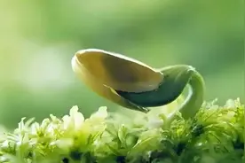 【风起宜宾|迎春诗歌会|1期】共赴一场迎春之约图片