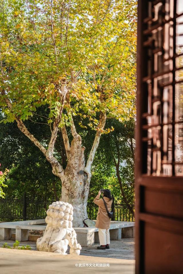 武汉为百年古树建公园，免费开放！