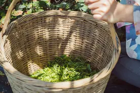 青岛故事丨南茶北种！福建姑娘让广东茶扎根崂山图片