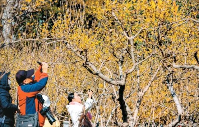 满城蜡梅裹香来 老城新巷尽诗意