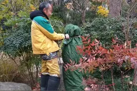 冰雪杭城下的龙井茶和花草树木扛得住吗？最怕冻的原来是它们图片