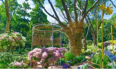 山海连城，花满全城——2025深圳簕杜鹃赏花周正式启幕