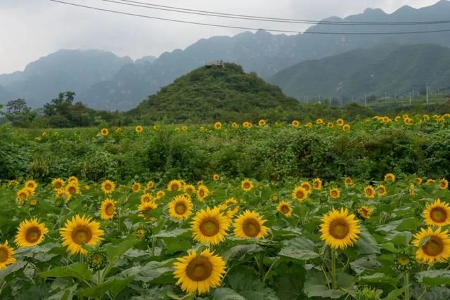 漫山遍野的金色浪漫！昌平溜石港层层梯田油葵花开