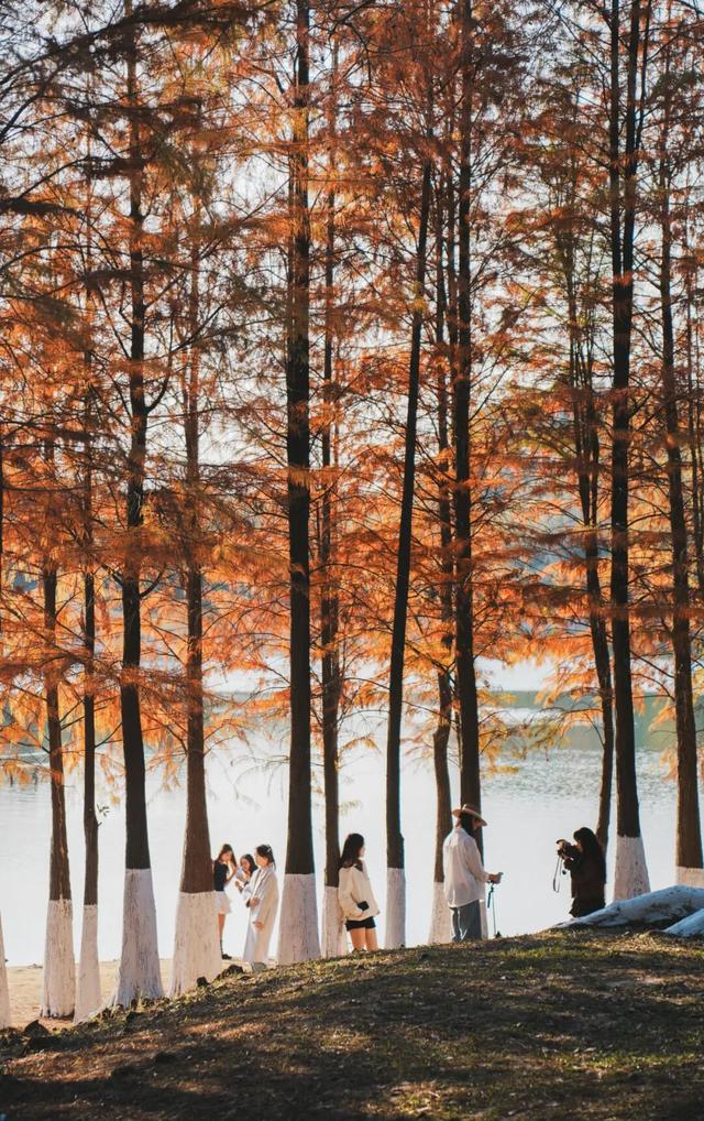 最美松湖｜双年展进入最后倒计时！与绝美落羽杉同框时机就在本周→