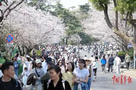 武汉樱花进入盛花期 市民游客走进“春日童话”图片