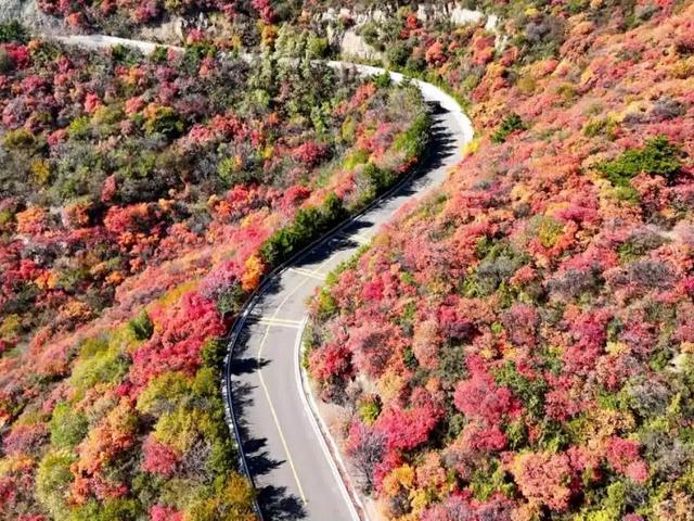 北京号最精彩 | 秋日“赶集”天花板！地坛银杏文化节明日开逛