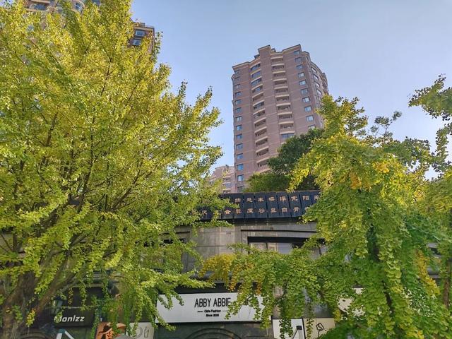 银杏渐黄，黄金城道即将进入“观赏季”→
