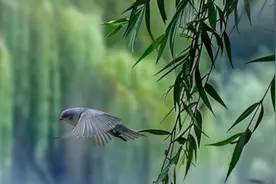 AI清明｜古诗悠悠，岁月有声图片